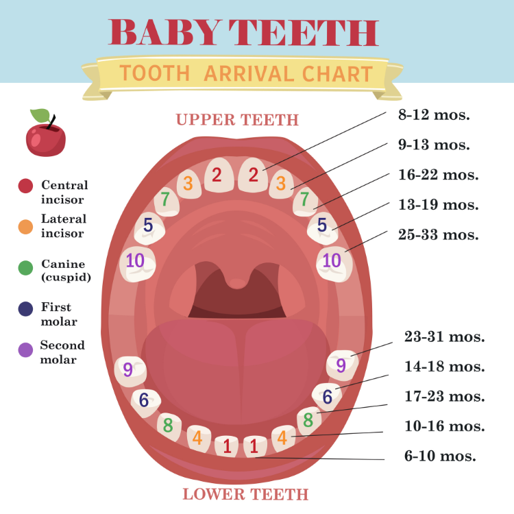 baby teeth - tooth arrival chart