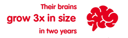 babies brains grow 3x in size in two years