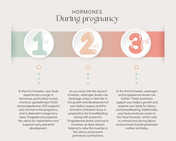 Hormones during pregnancy stages